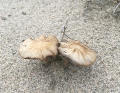 Psathyrella arenulina