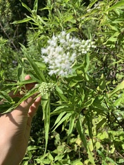 Austroeupatorium inulifolium