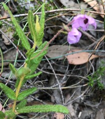 Thomasia petalocalyx