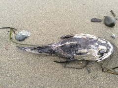 Myoxocephalus polyacanthocephalus