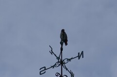 Buteo jamaicensis