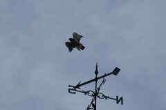 Buteo jamaicensis