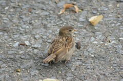 Passer domesticus