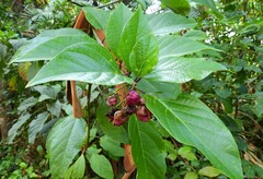 Clerodendrum longiflorum glabrum