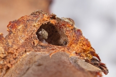 Callirhytis glandulus