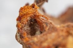 Callirhytis glandulus