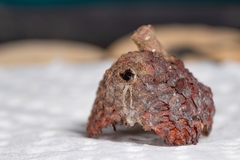 Callirhytis glandulus