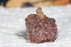 Callirhytis glandulus