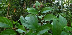 Clerodendrum longiflorum glabrum