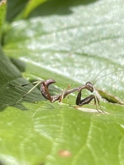 Pseudomantis albofimbriata