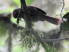 Cranioleuca erythrops