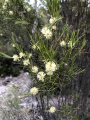 Melaleuca uncinata