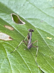 Pseudomantis albofimbriata