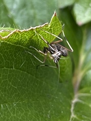 Pseudomantis albofimbriata