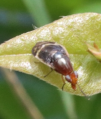 Depressa striatipennis