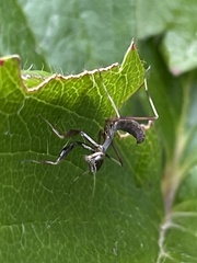 Pseudomantis albofimbriata