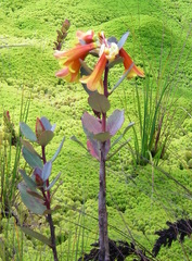 Rhododendron brassii