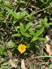 Sphagneticola trilobata
