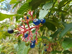 Palicourea padifolia