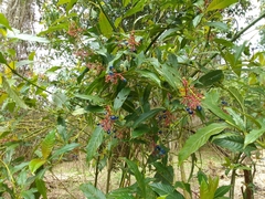 Palicourea padifolia