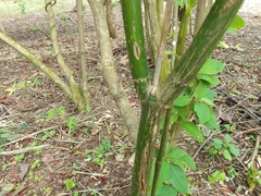 Palicourea padifolia
