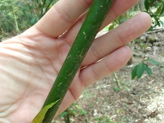 Palicourea padifolia