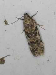 Chionodes thoraceochrella