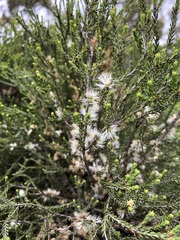 Melaleuca brevifolia