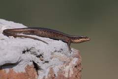 Trachylepis punctatissima