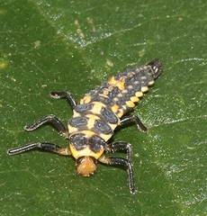 Cleobora mellyi