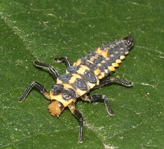 Cleobora mellyi