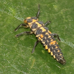 Cleobora mellyi