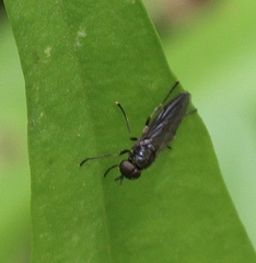 Chiromyzinae
