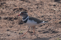 Charadrius tricollaris