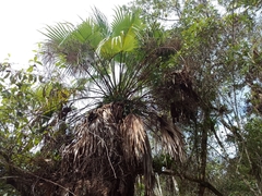 Brahea salvadorensis