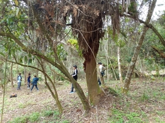 Brahea salvadorensis