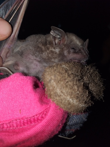 Flat-faced Fruit-eating Bat
