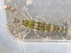 Alpheus novaezealandiae