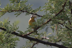 Emberiza flaviventris