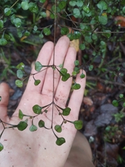 Coprosma spathulata