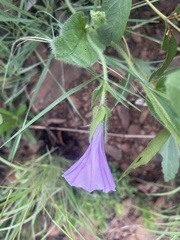 Ipomoea crassipes