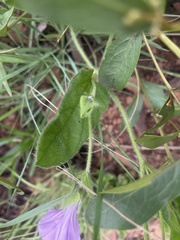 Ipomoea crassipes