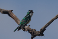 Chrysococcyx caprius