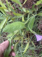 Ipomoea crassipes