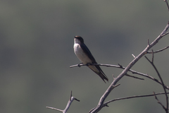 Hirundo dimidiata