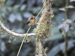 Mitrephanes phaeocercus