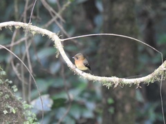 Mitrephanes phaeocercus