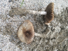 Psathyrella arenulina