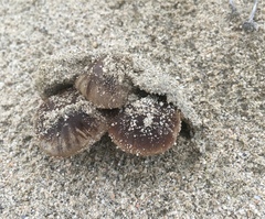 Psathyrella arenulina