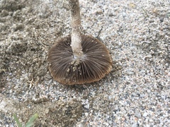 Psathyrella arenulina